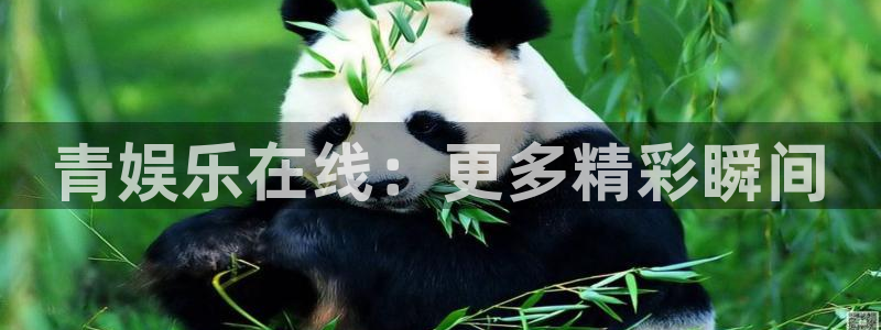 超凡国际下载app：青娱乐在线：更多精彩瞬间